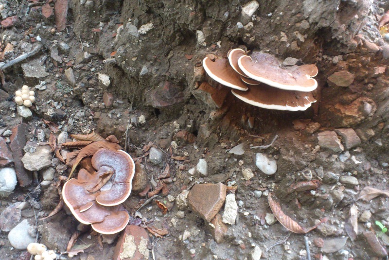 strano Ganoderma parte due